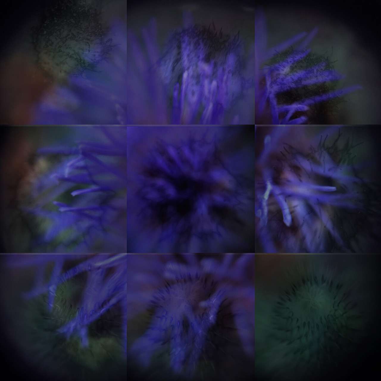 Dye sublimation print on aluminum by Tama Hochbaum, grid images of pthalo green thistles and ultramarine cardoon