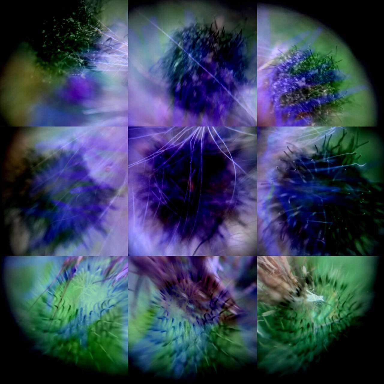 Dye sublimation print on aluminum by Tama Hochbaum, a grid of images of ultramarine violet green thistle plant