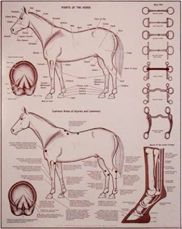 Two horses drawn realistically in profile with lines pointing to different parts of the horse and text describing. Also drawings on interior hoof showing bones.