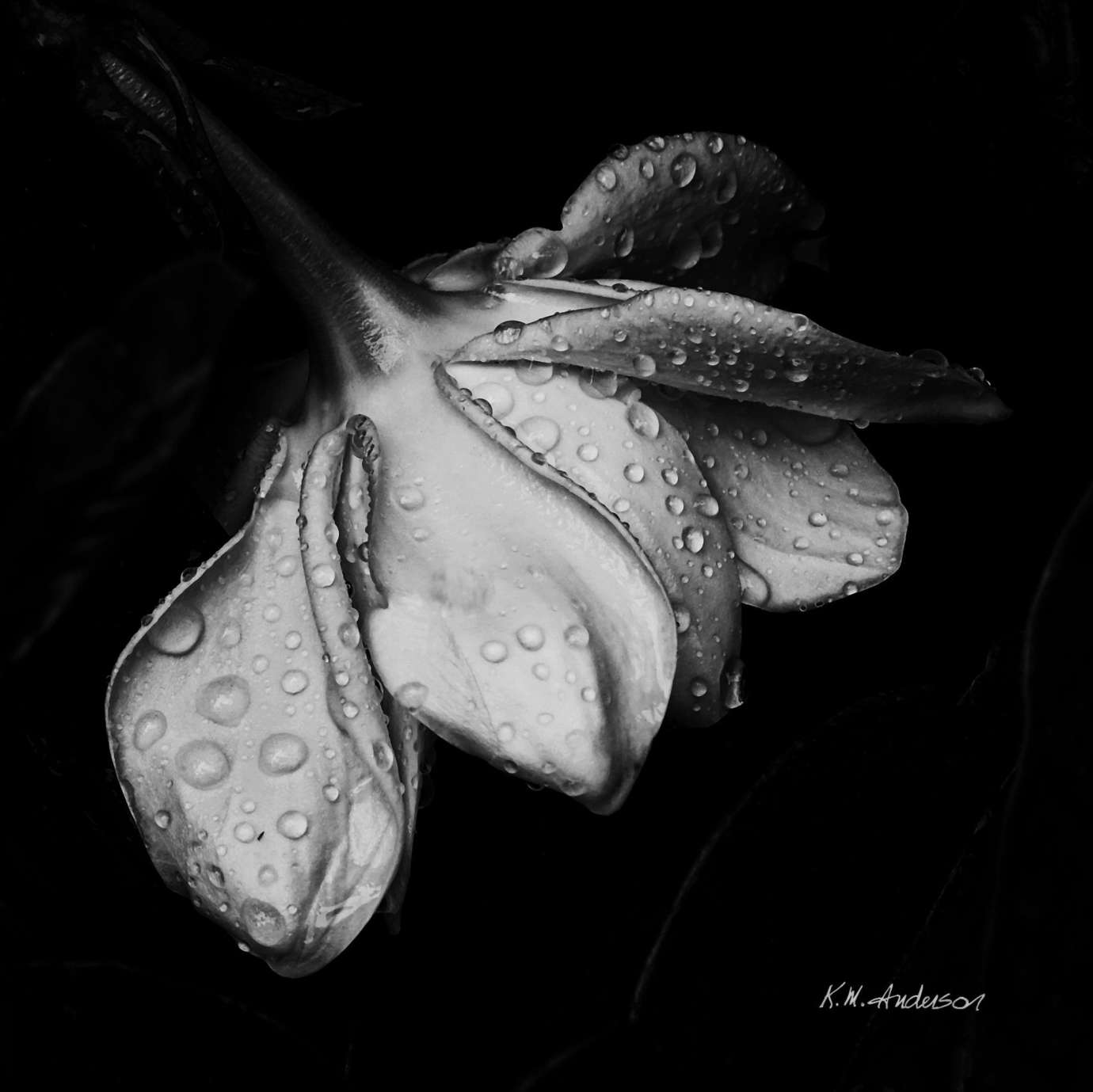 Black and white photo of flower with water drops on its petals