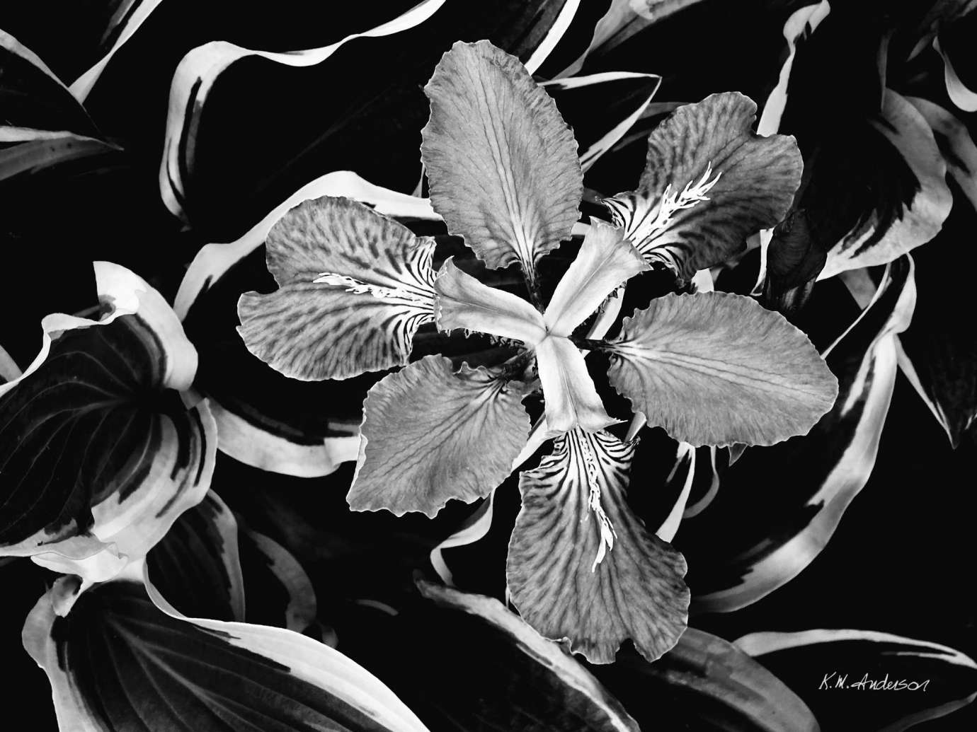 Black and white photo of a flower surrounded by other petals and leaves