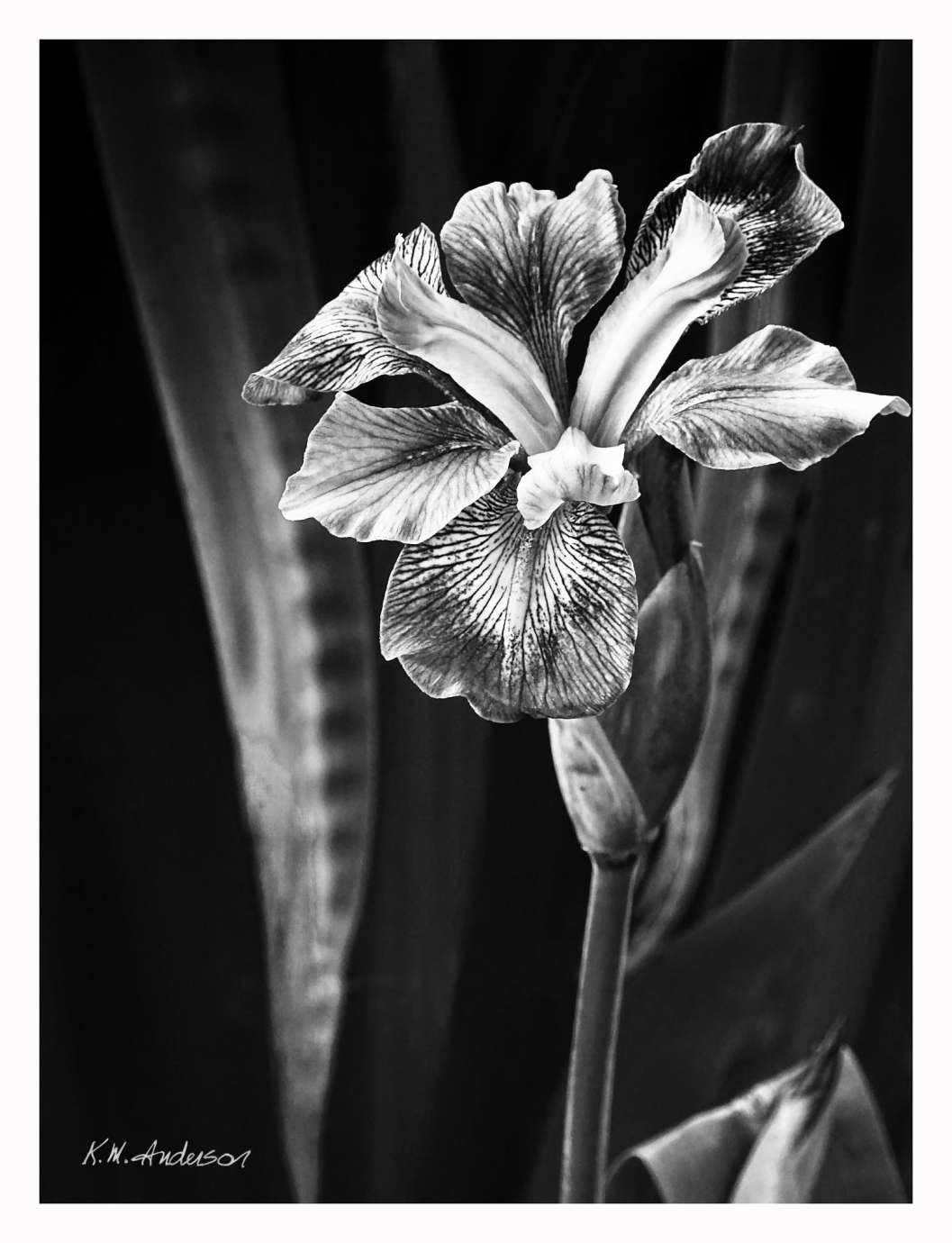 Black and white photo of a single iris on a long stem