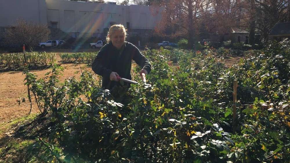 Donna Wooster using large shears to trim bushes