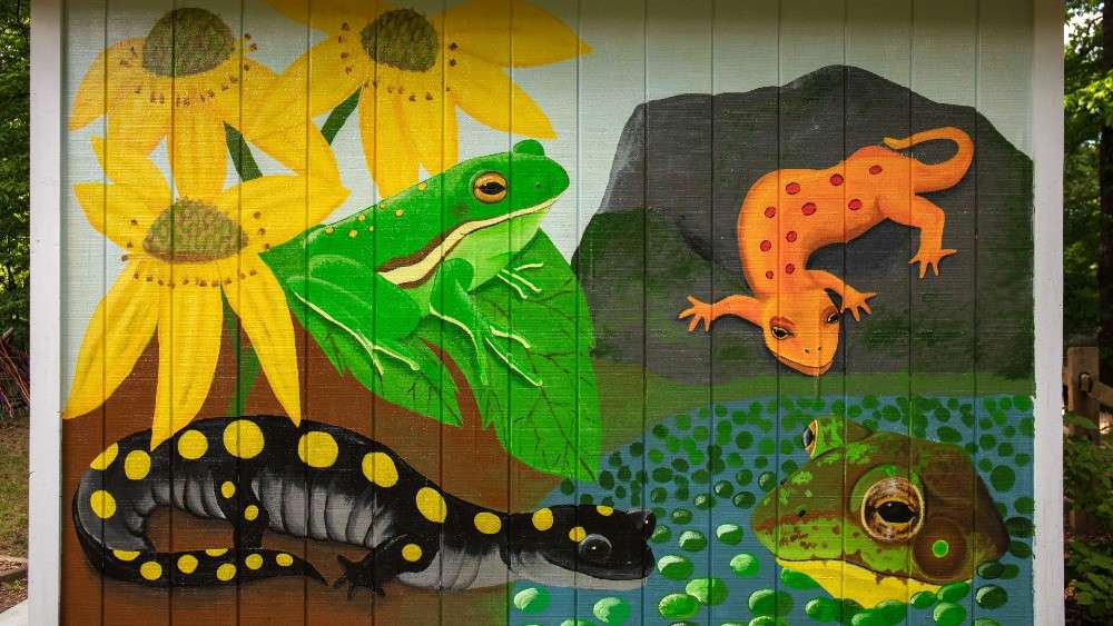 Mural on side on shed with bright flowers and frog
