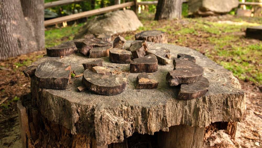 Wooden stump with pieces of wood on top