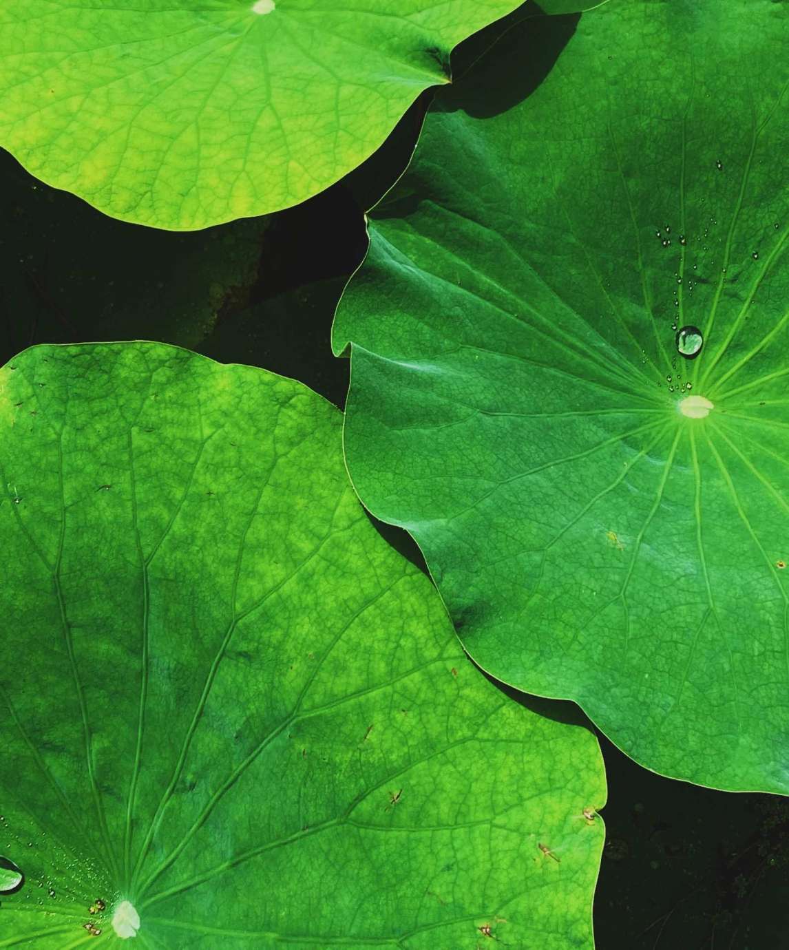 A photograph of a group of bright green lily pads