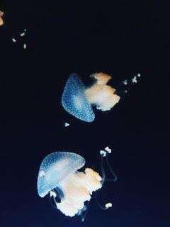 A photograph of jelly fish in front of a dark background by Justin Perkins