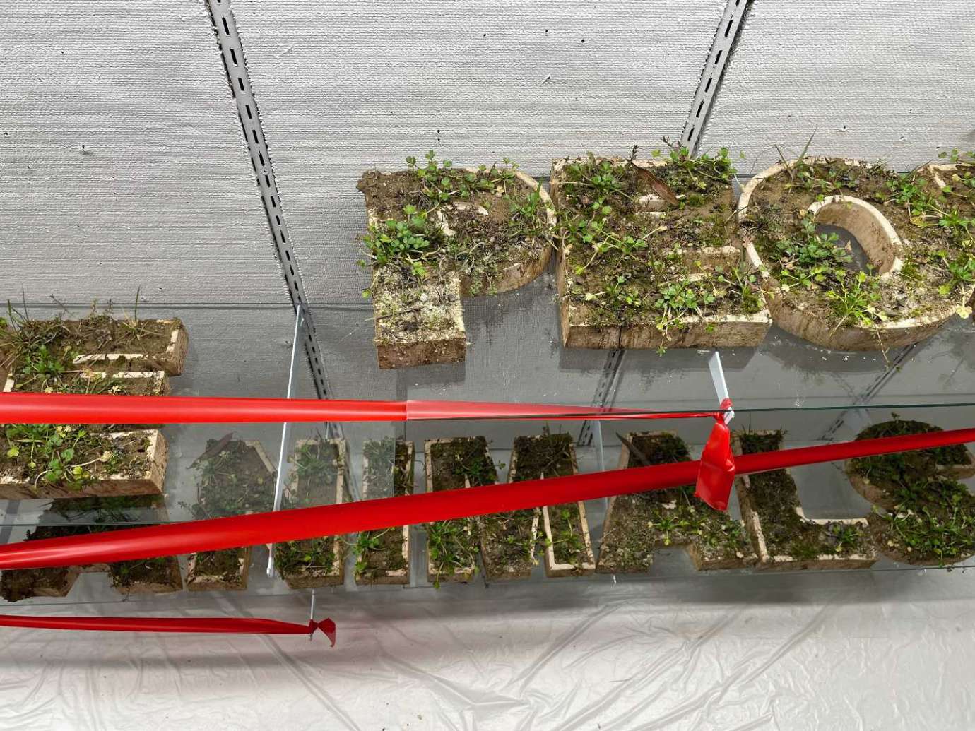 Containers filled with dirt and plants that spell out the words people and animals are sit on shelves in a glass display case