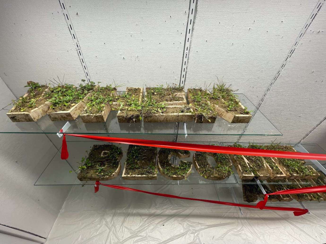 Containers filled with dirt and plants that spell out the words when and become sit on shelves in a glass display case