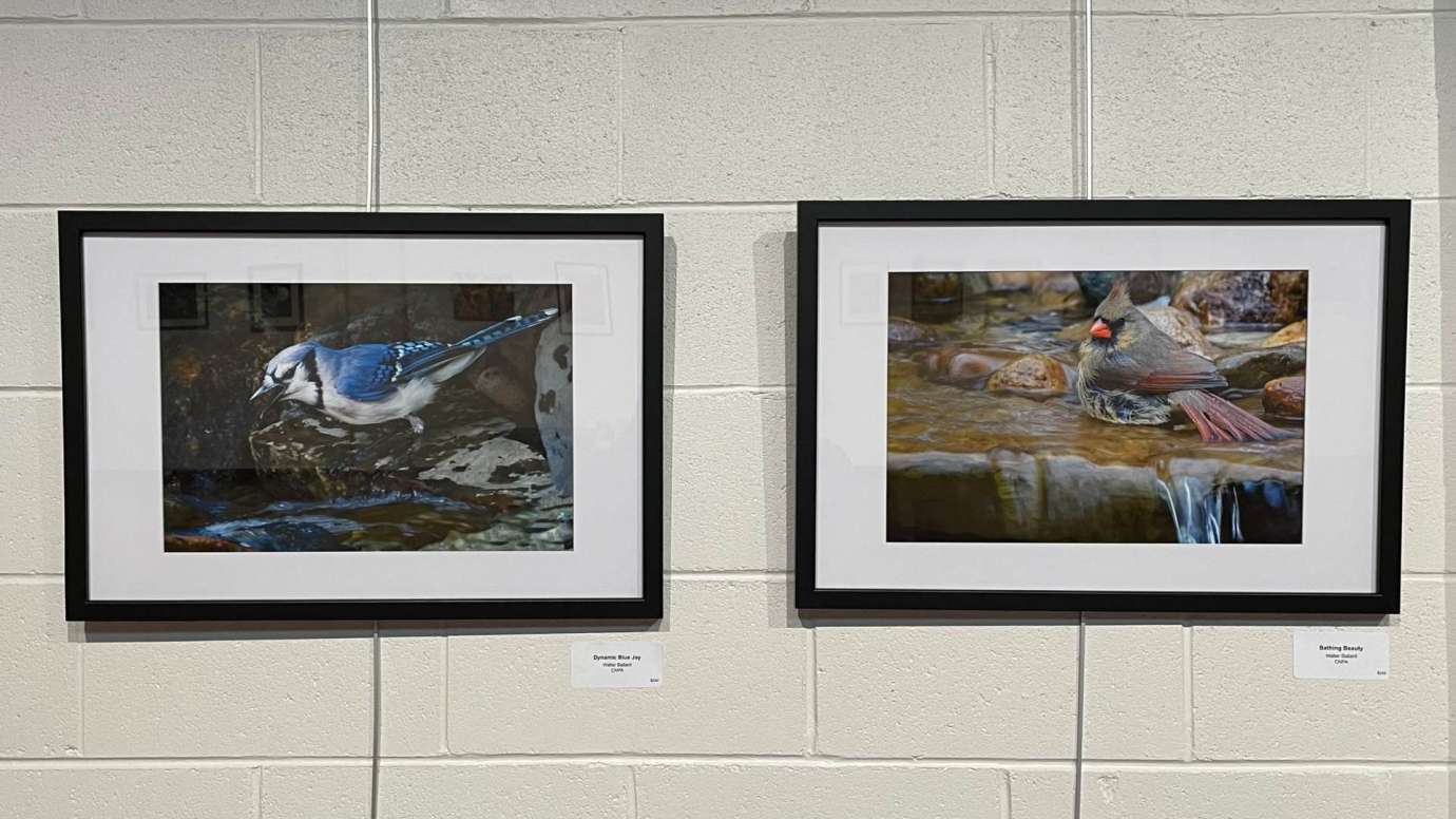 Two framed photographs of a blue jay and a cardinal hanging on a white wall