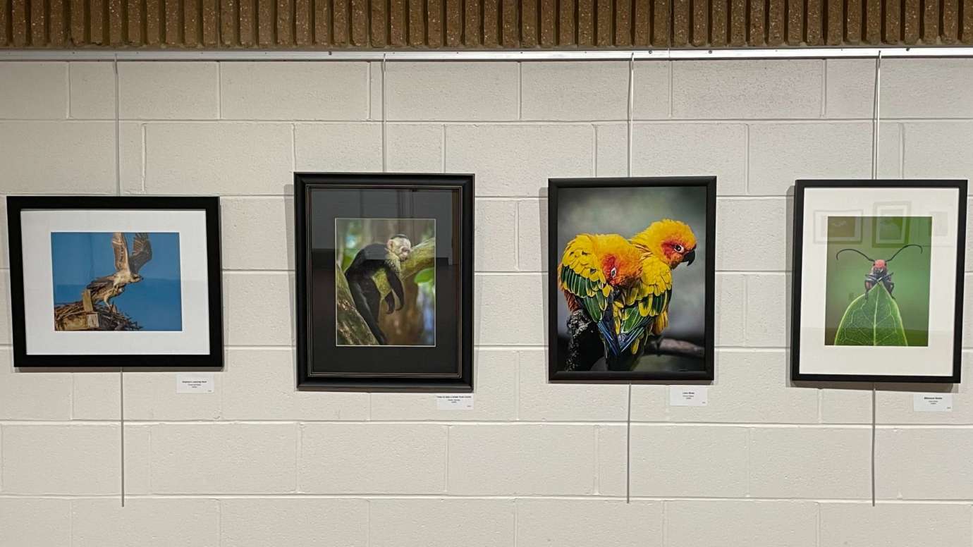 Four framed photographs of wildlife. Hung on a white wall.