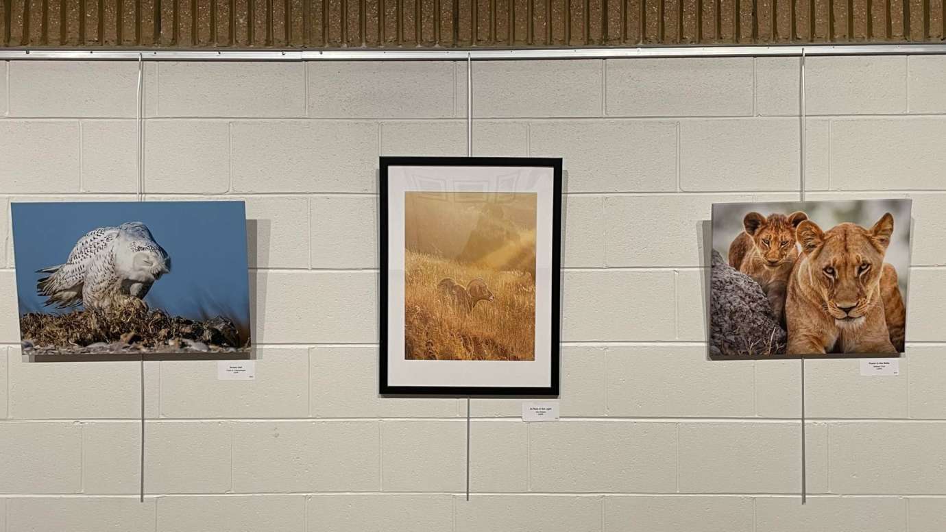 Three framed photographs of wildlife hanging on a white wall