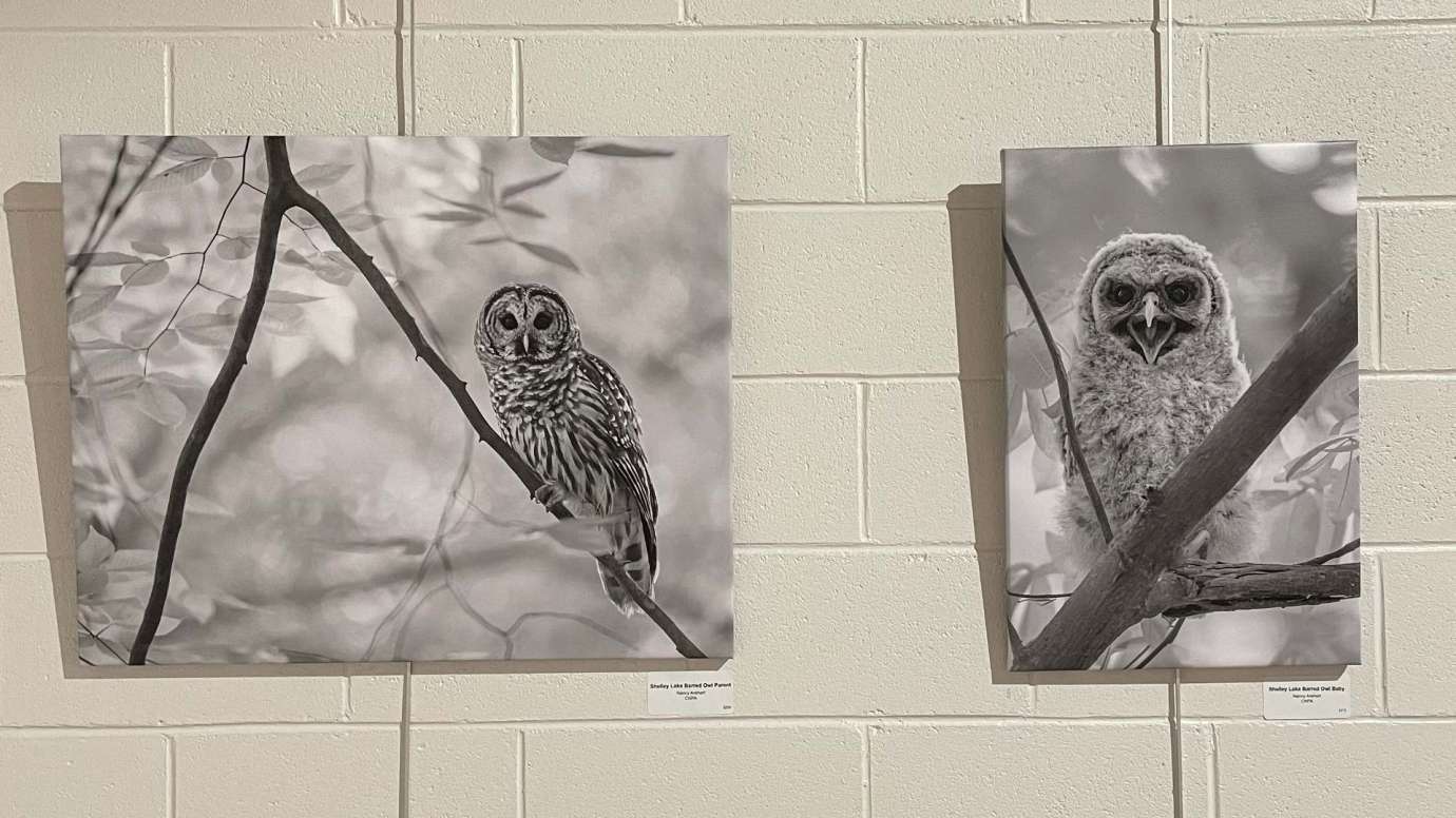 Two black and white photographs of owls. Hung on a white wall.