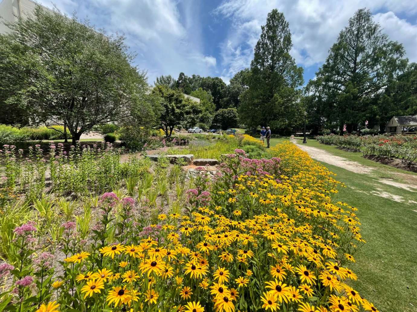 Flowers and stormwater infrastructure at Raleigh Rose Garden
