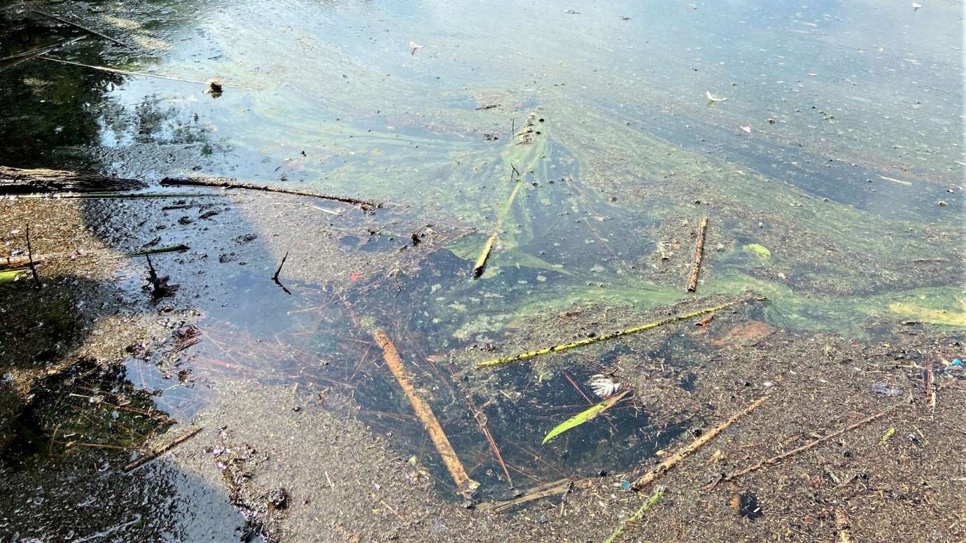 A close-up image of a pond with green algae, grass clippings, and other vegetation floating on top of the water.