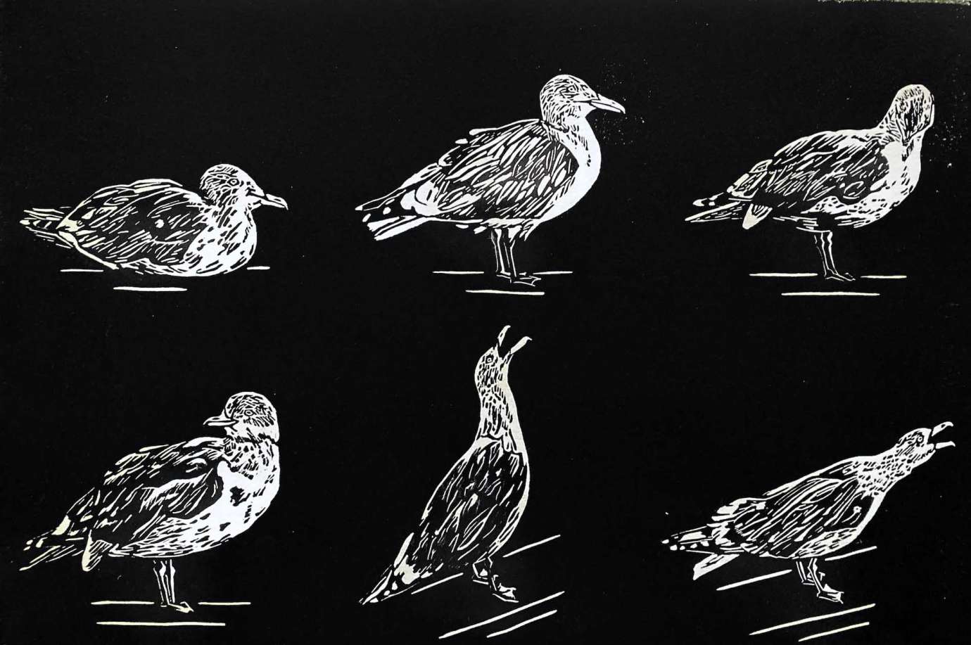 A print by Sydney McBride of 6 white seagulls on a black background