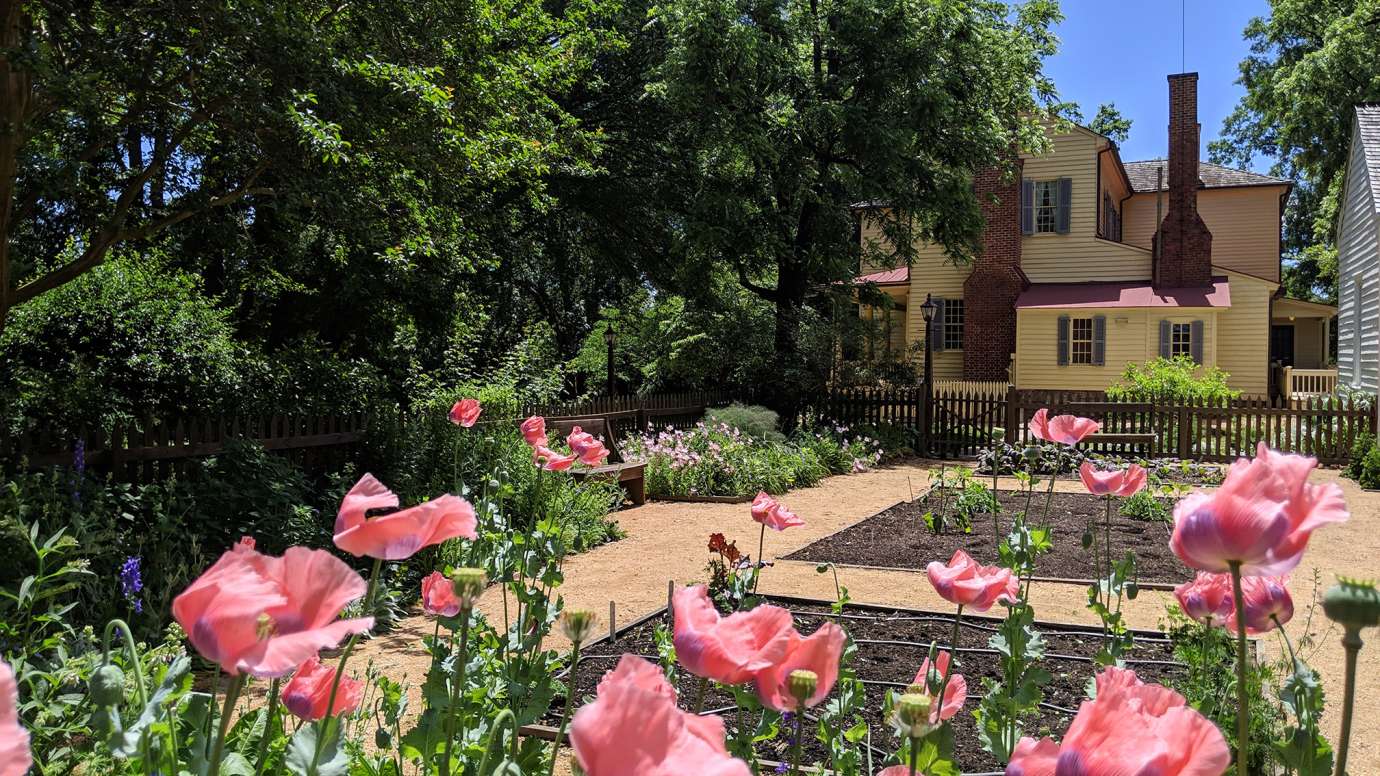 Ellen Mordecai Garden with pink flower in bloom 