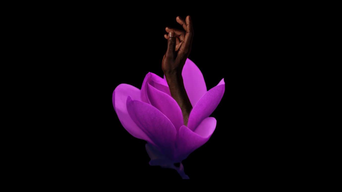 A promotional image for The Purple Flower. A Black hand emerges from a purple flower.