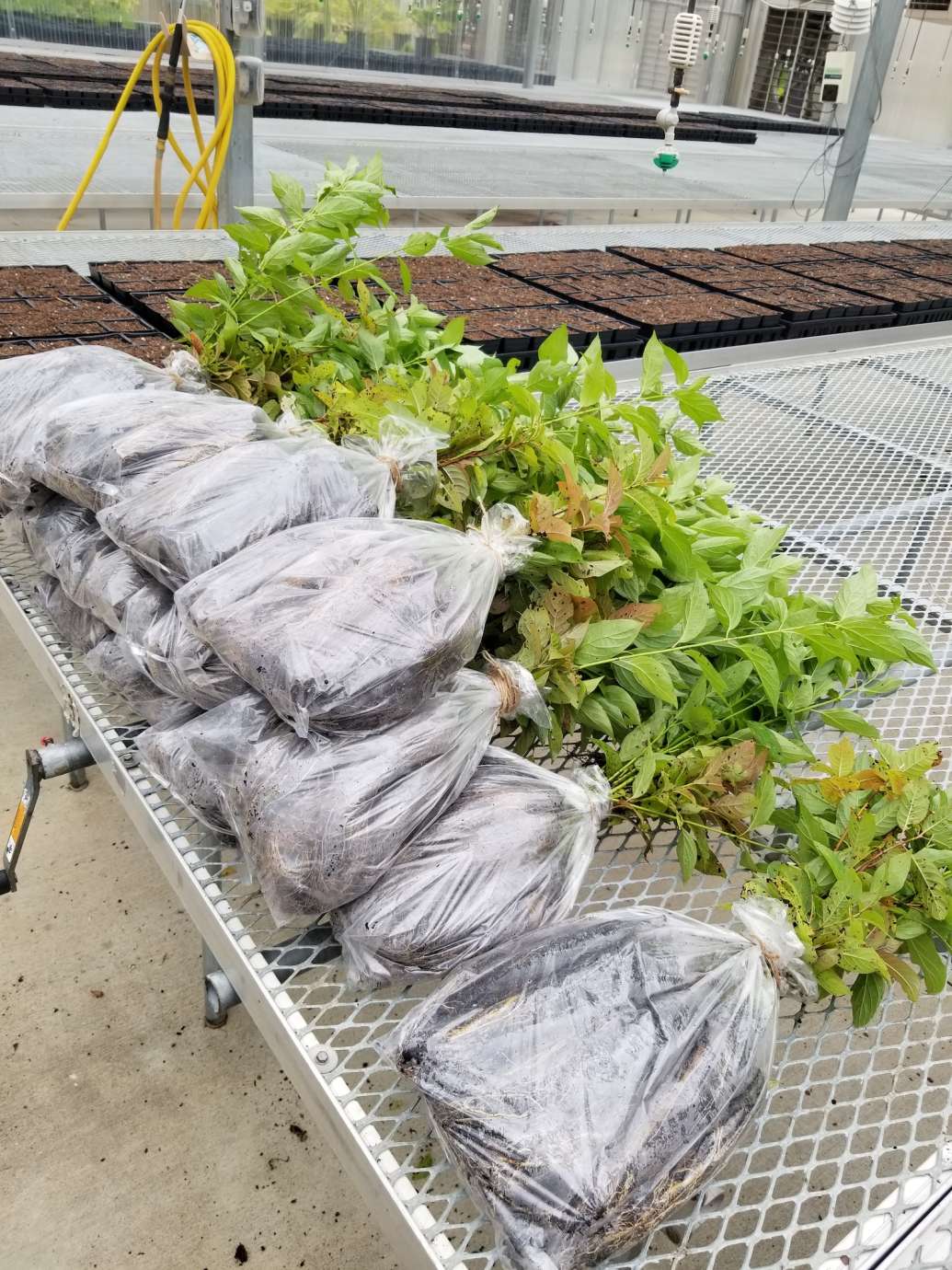 Buffer Builder Bag Program Plants