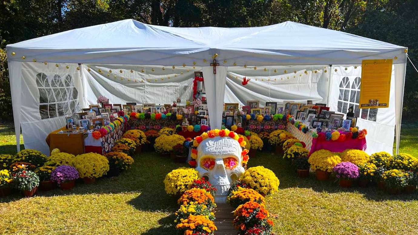 An ofrenda lined with color mum plants under a white tent outside