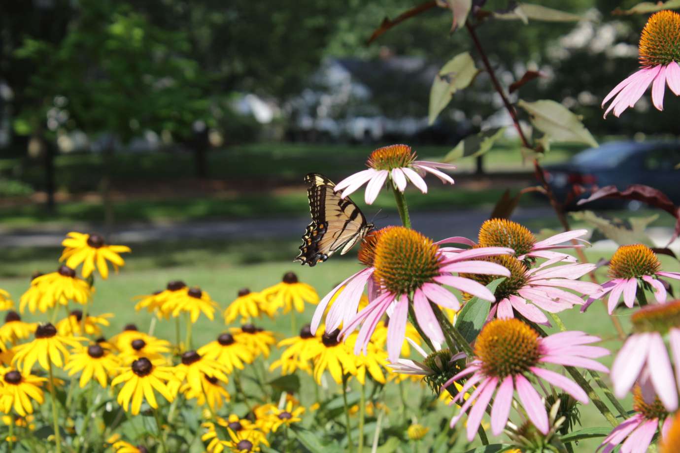 Black-eyed susan and purple coneflowers