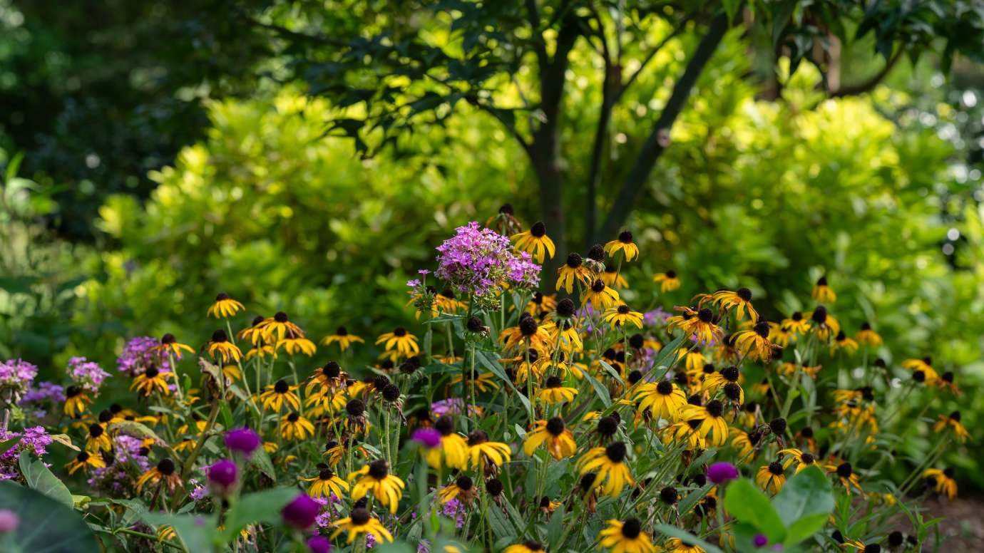 gold and purple flowers at Fred Fletcher Park