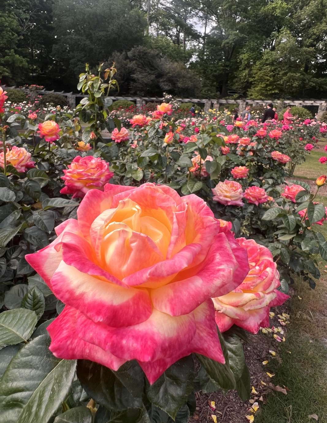 a plethora of roses at a garden