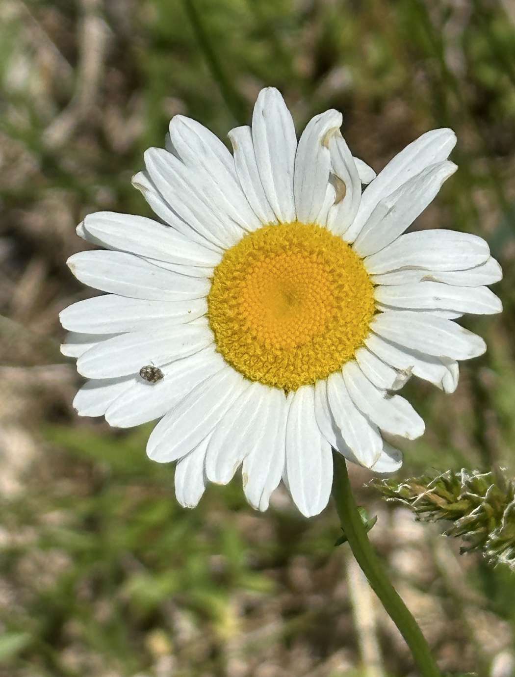 Close up of a daisy