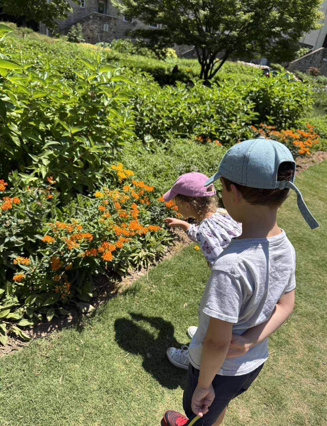 garden with flowers