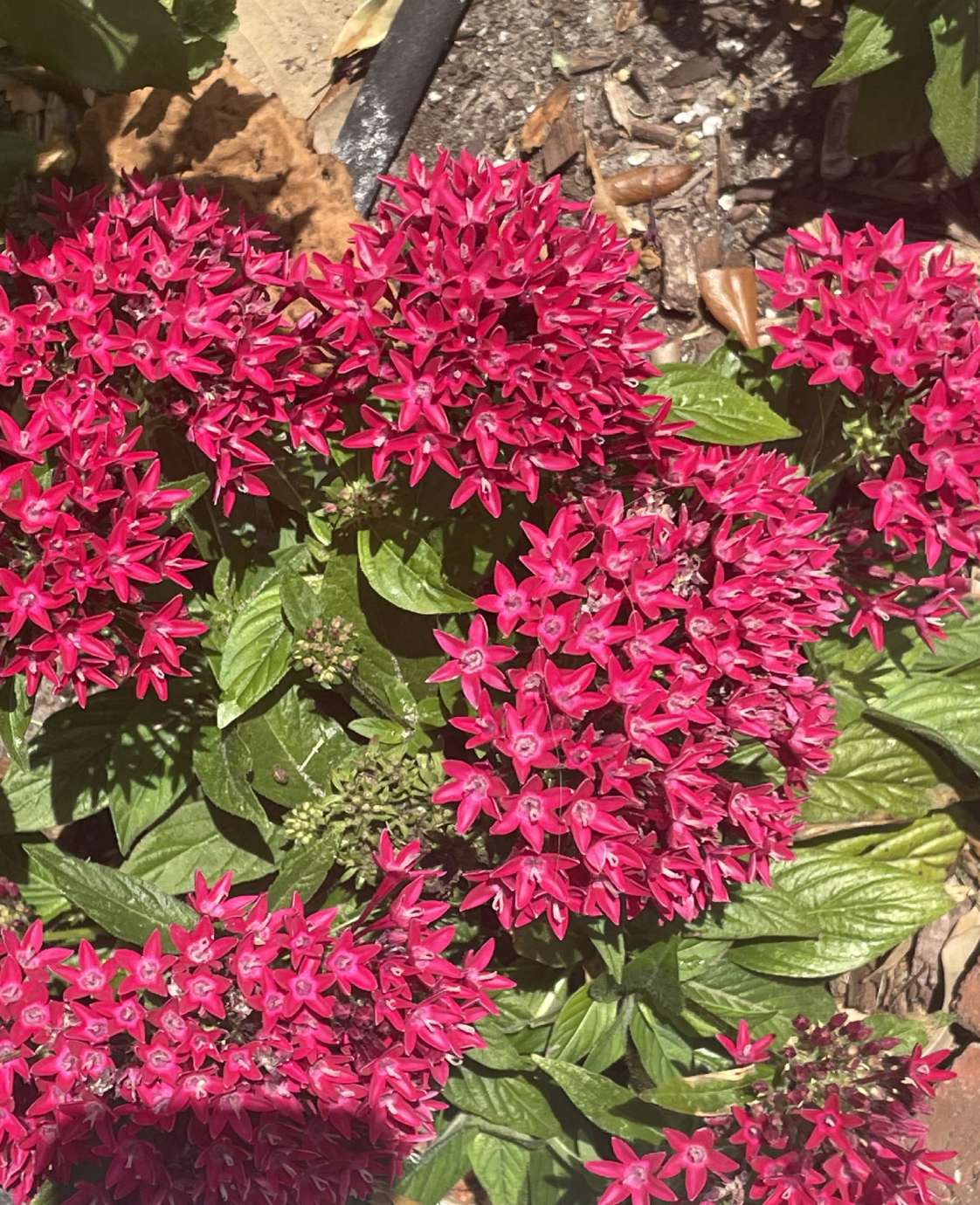 spring flowers blooming that are red