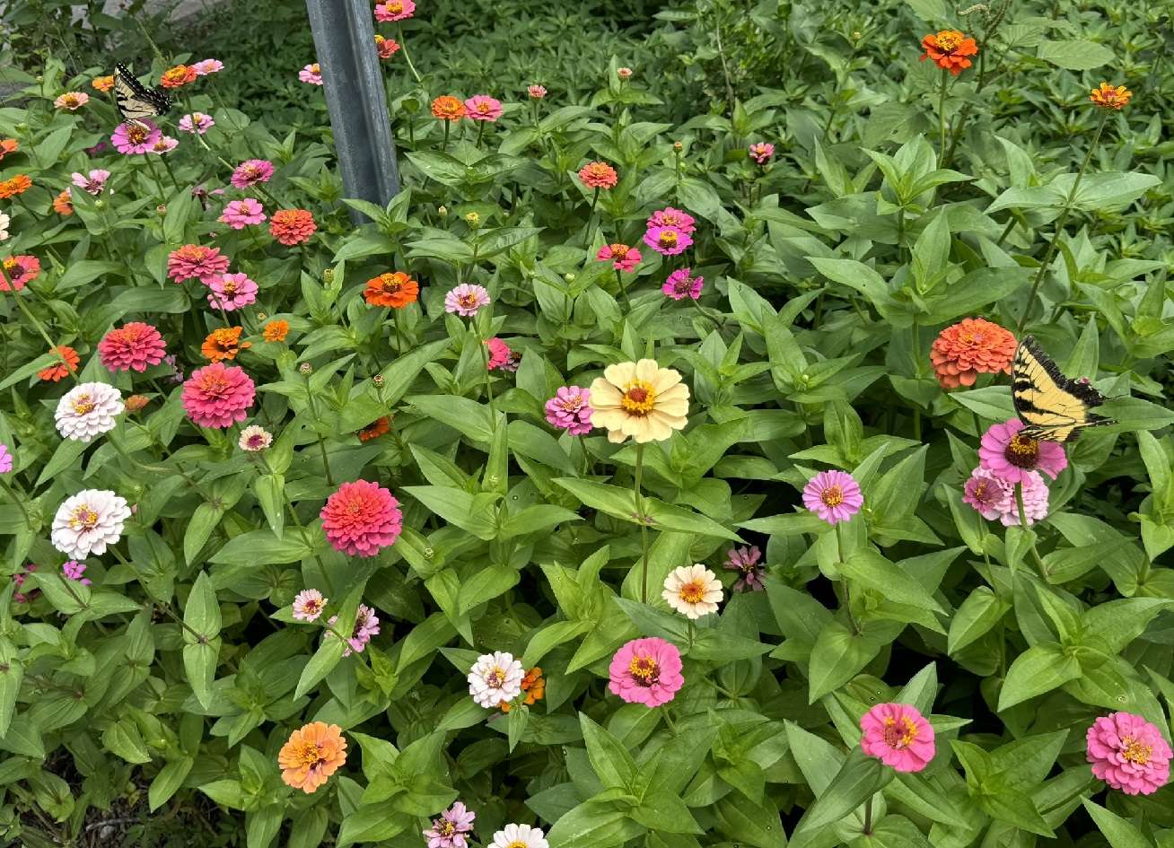 variety of spring flowers