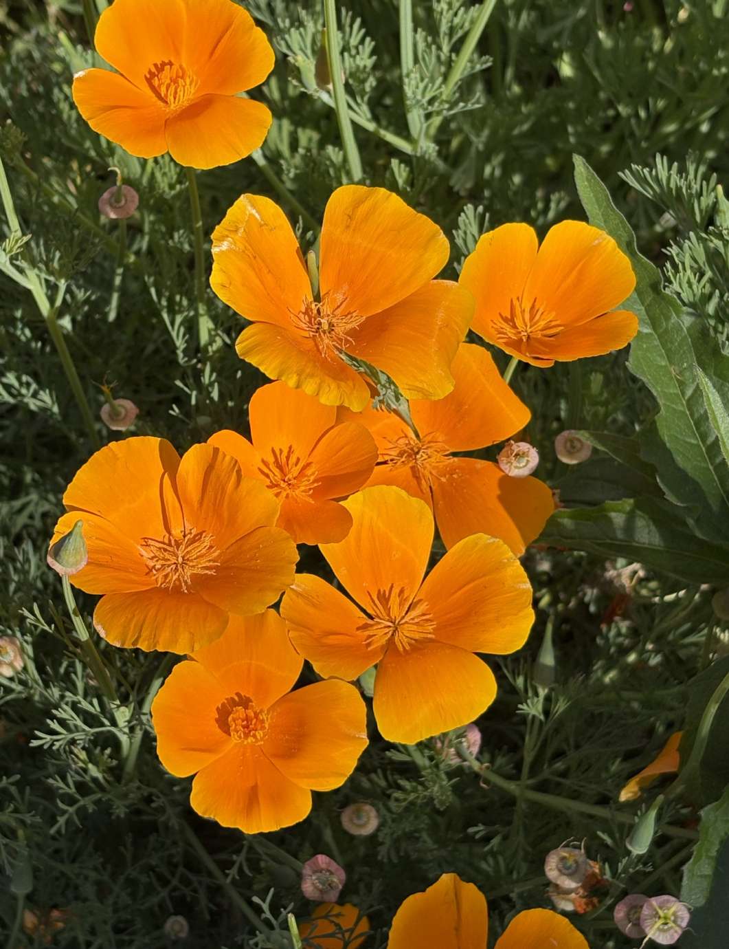 blooming orange flowers