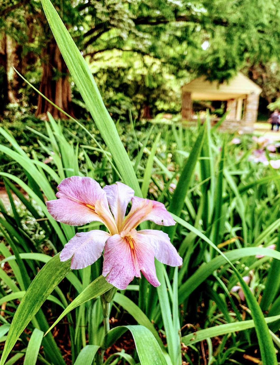 A pink lily that is blooming