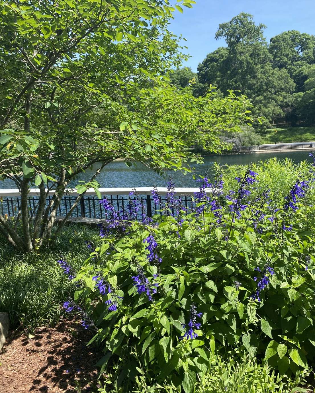 Raleigh Park on Oberlin