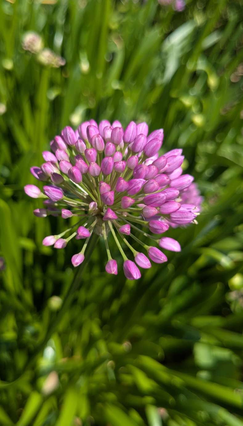 purple flower at Sassafras 