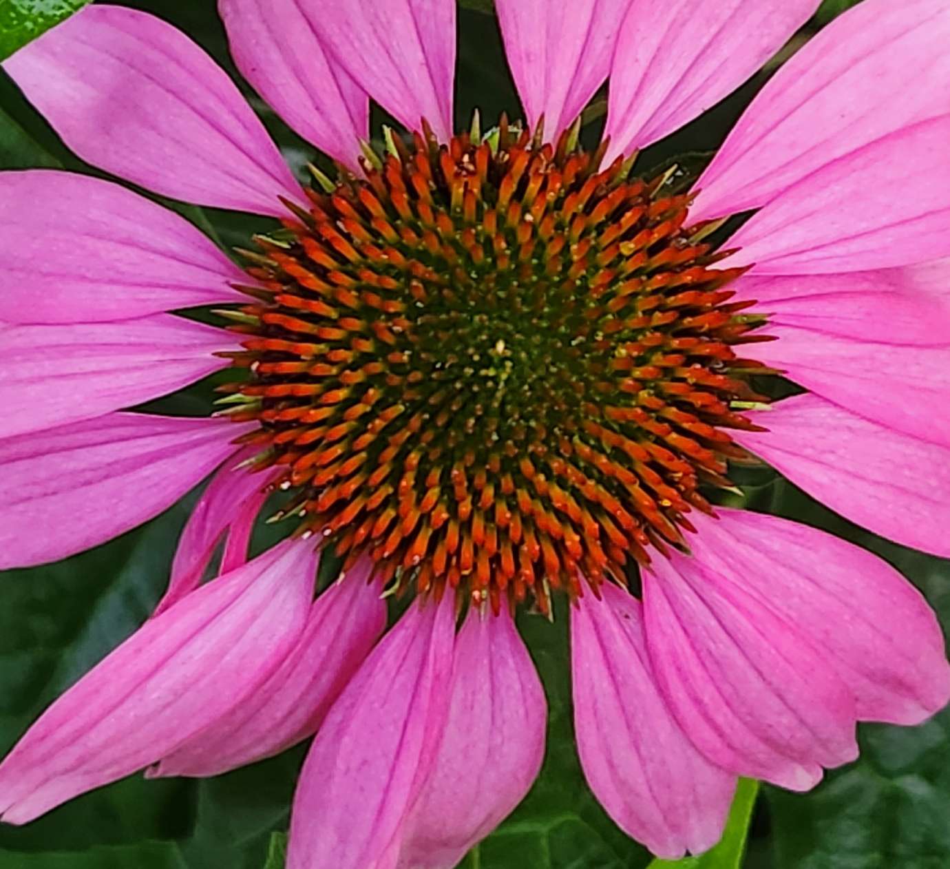 a pink flower that is close up