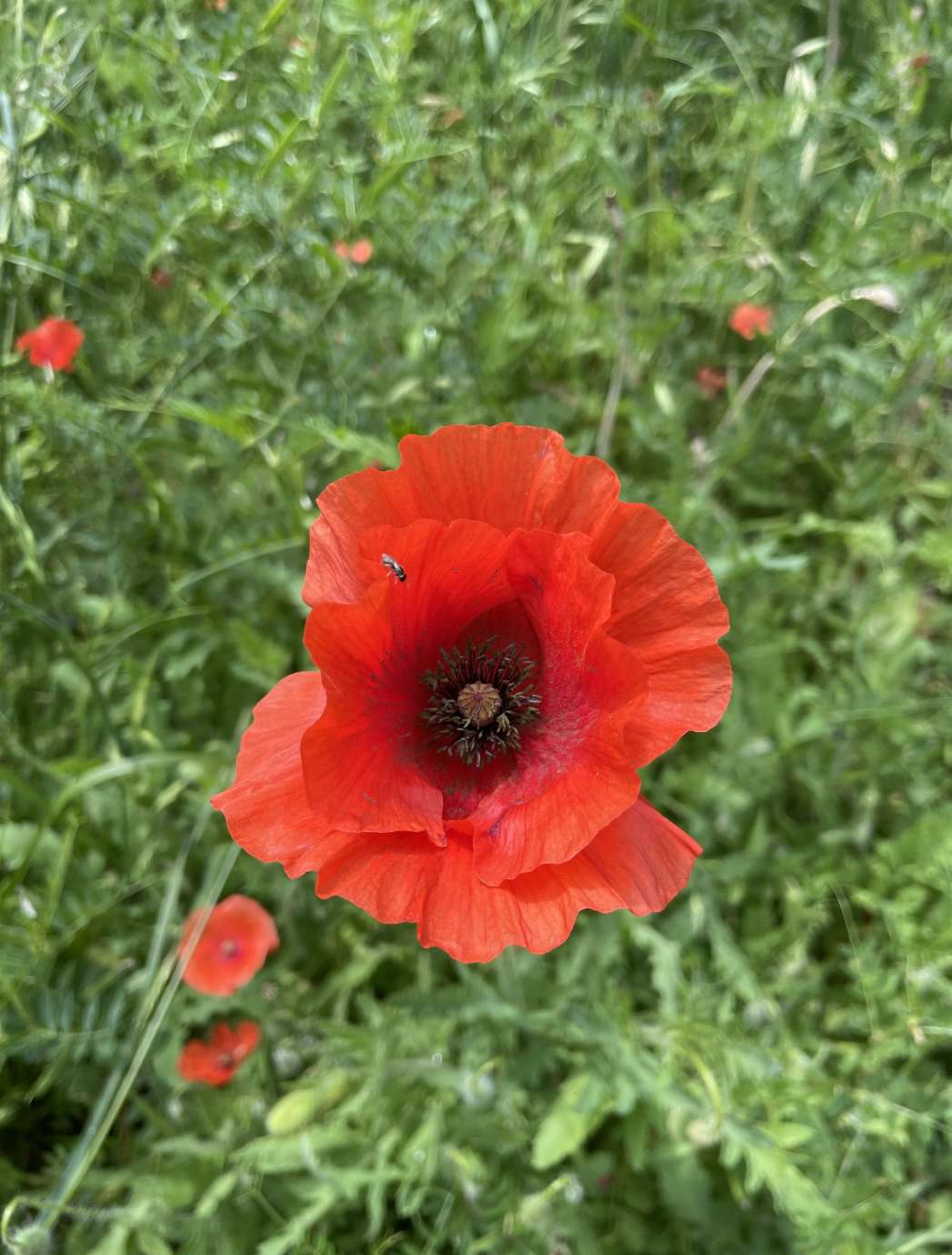 a red flower at a park