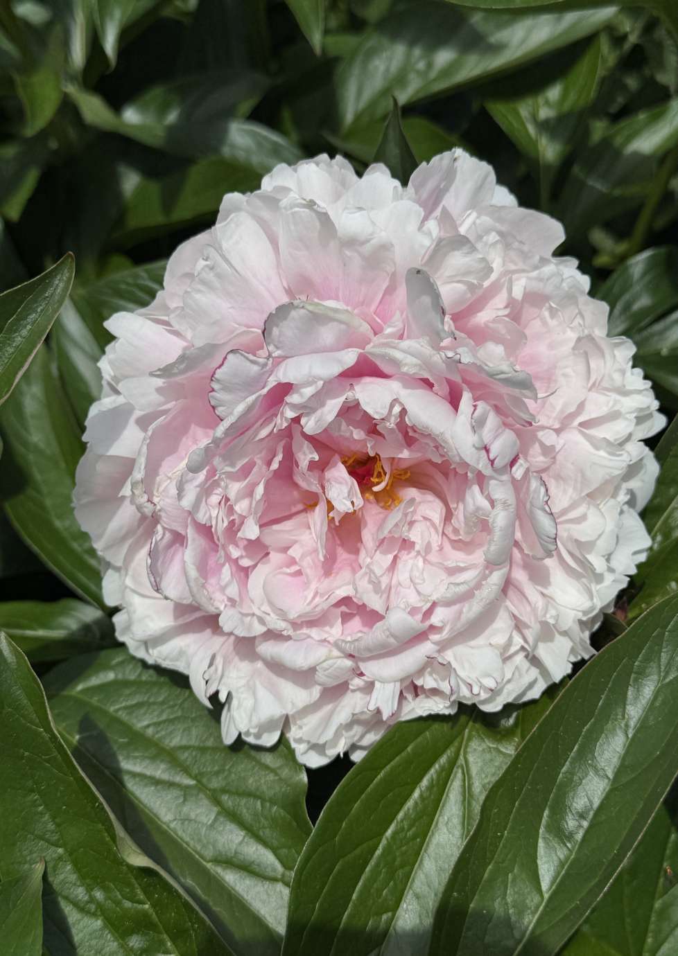 Layered Pink Flower