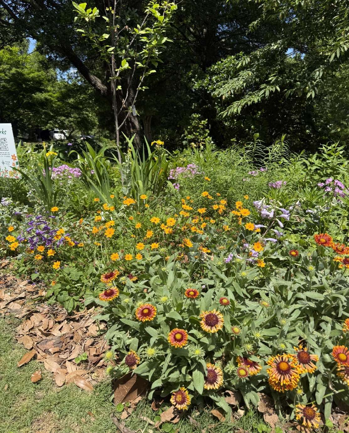 a variety of spring flowers