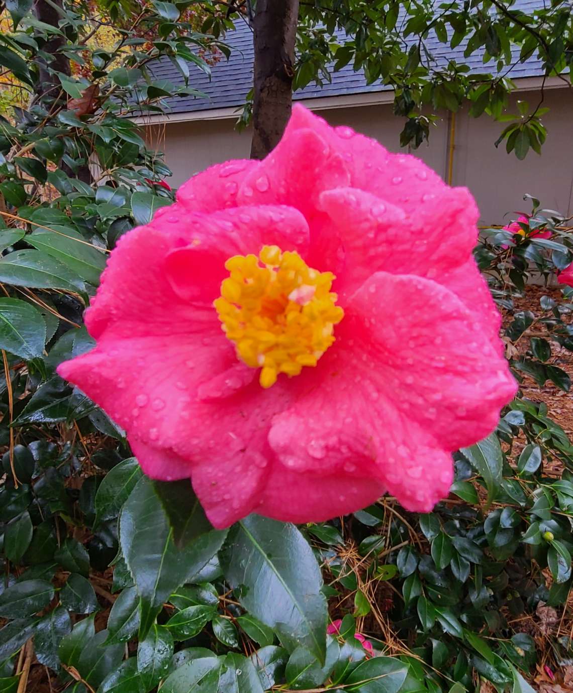 Pink flower with yellow center blooming