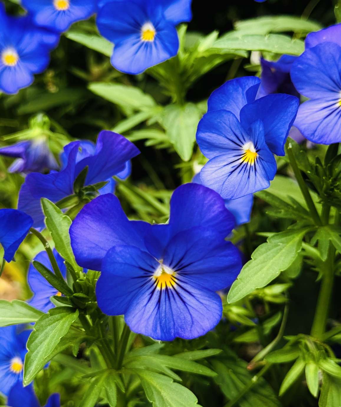 purple pansy in bloom