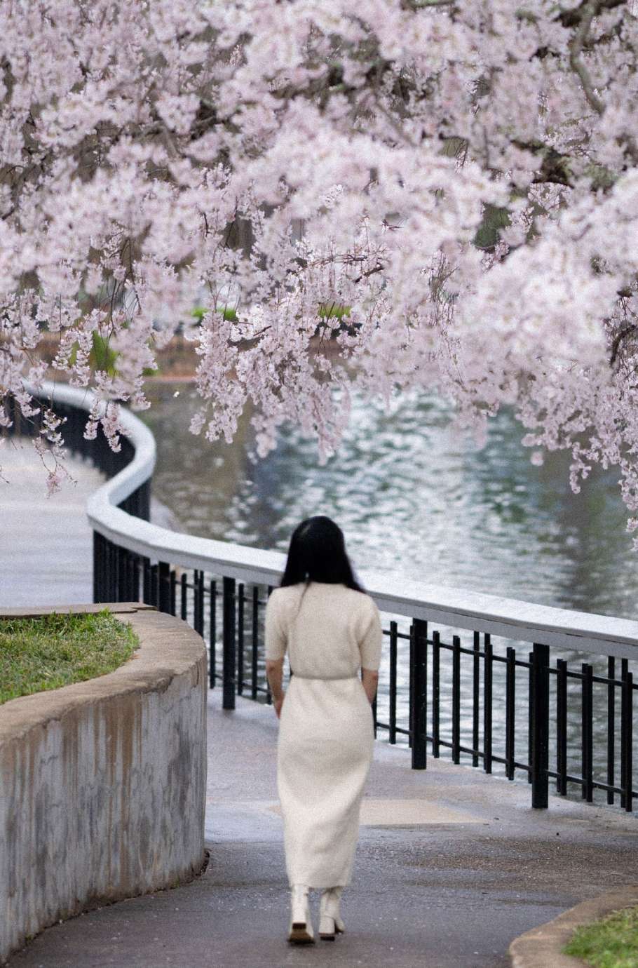 Pullen Park with a lady walking under Cherry blossoms