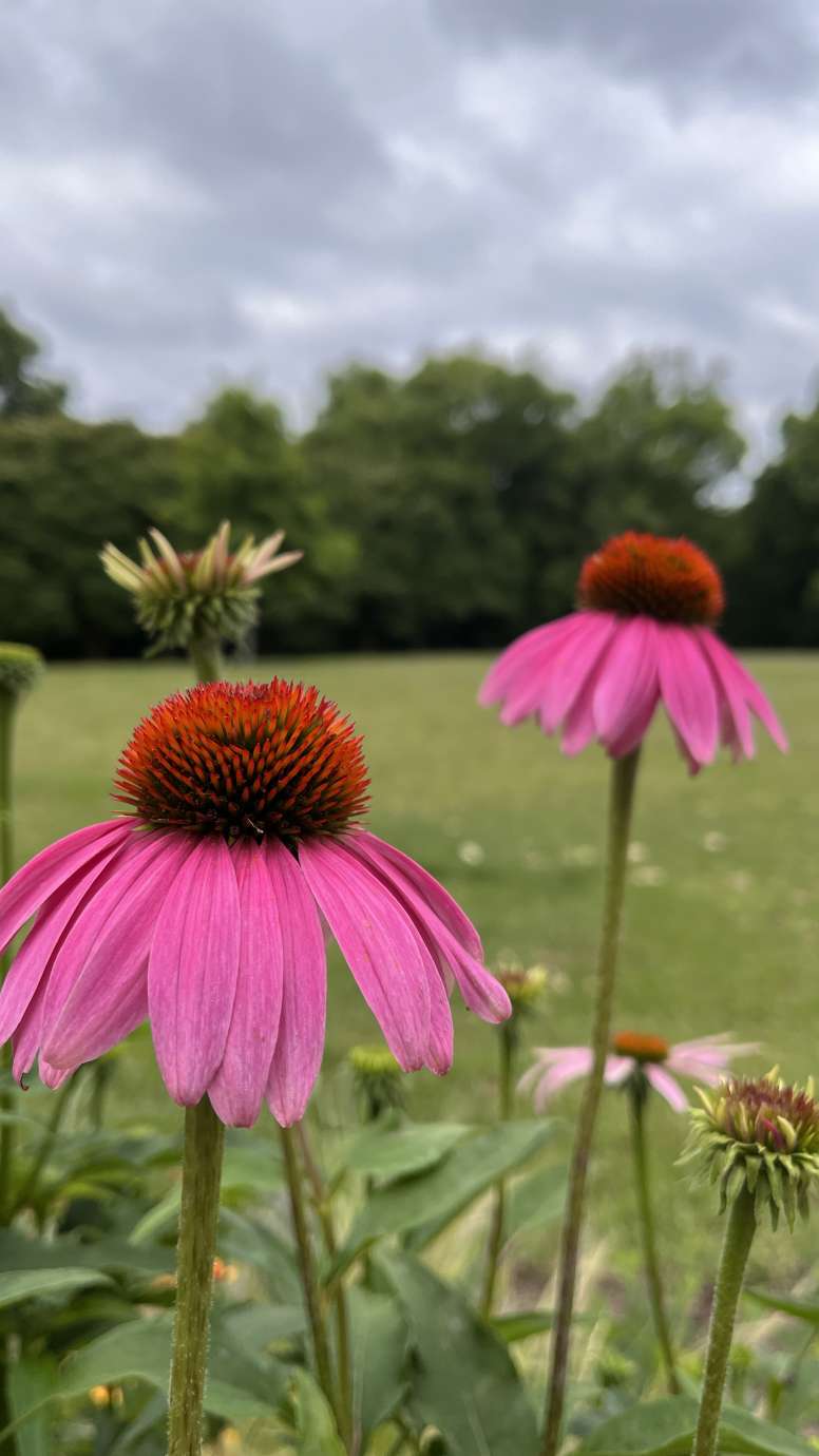 close up of pink flowers