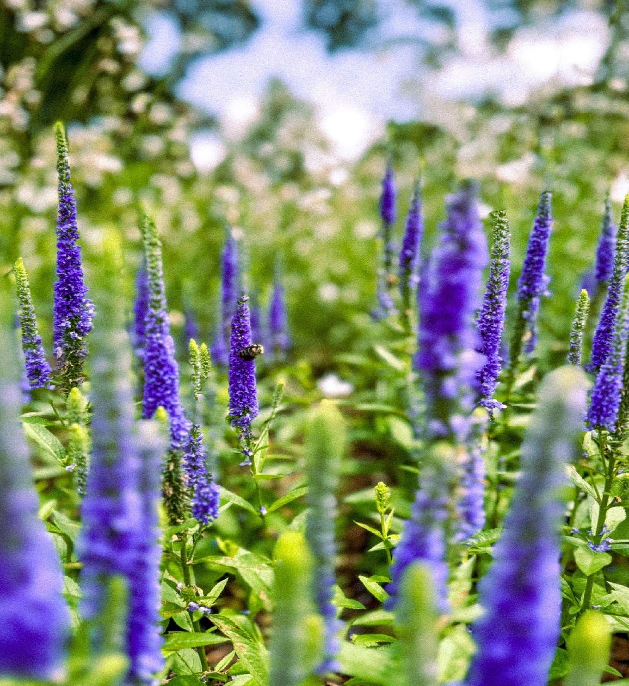 bee with a plethora of purple flowers