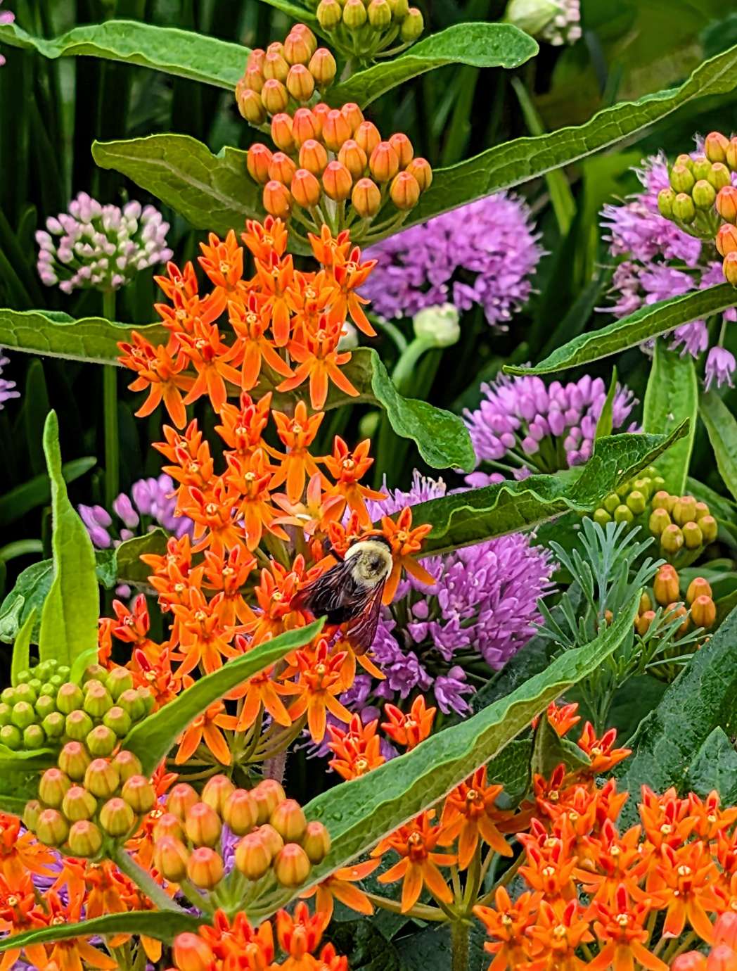 Blooming wildflowers with a bee pollinating