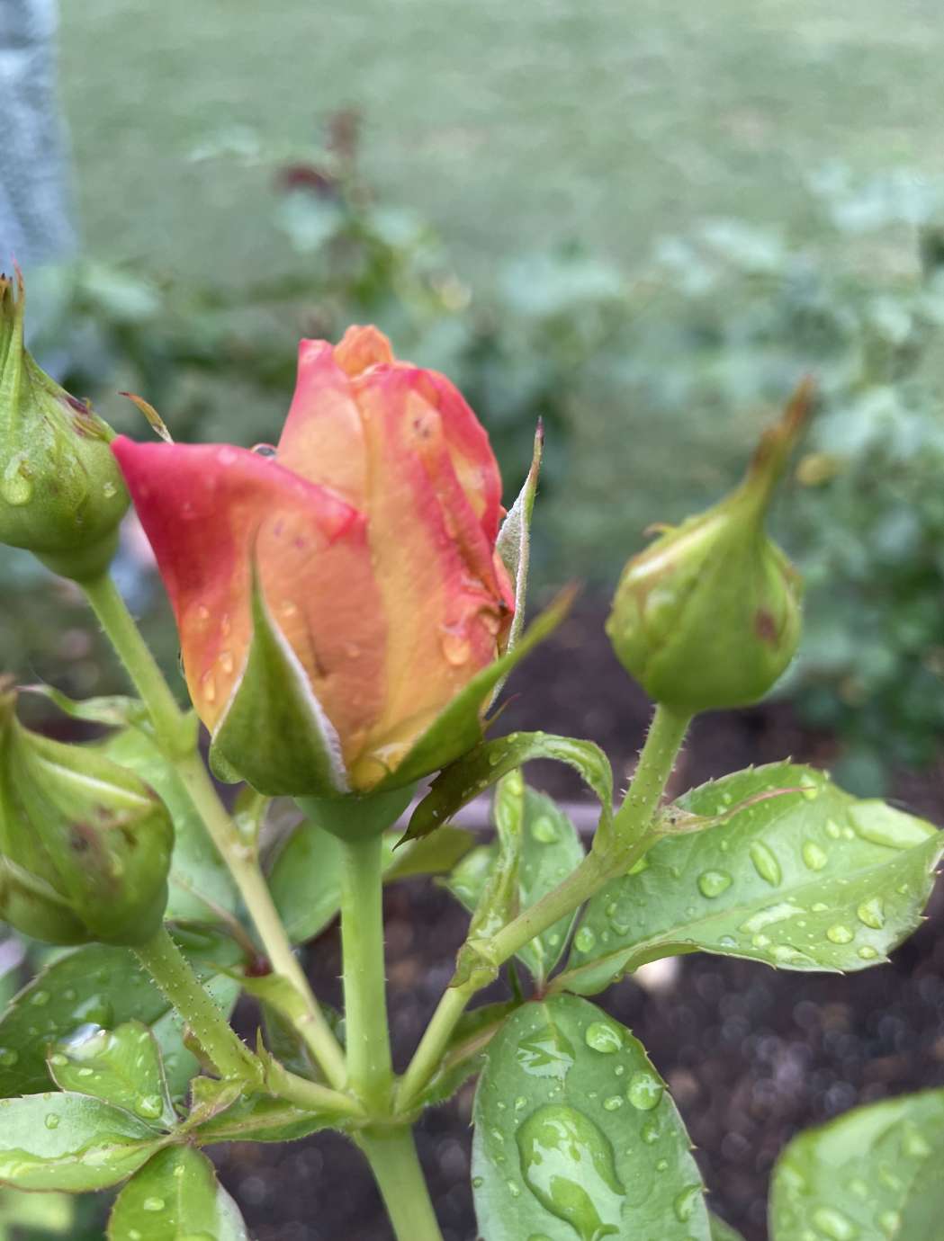 a pink rose bud