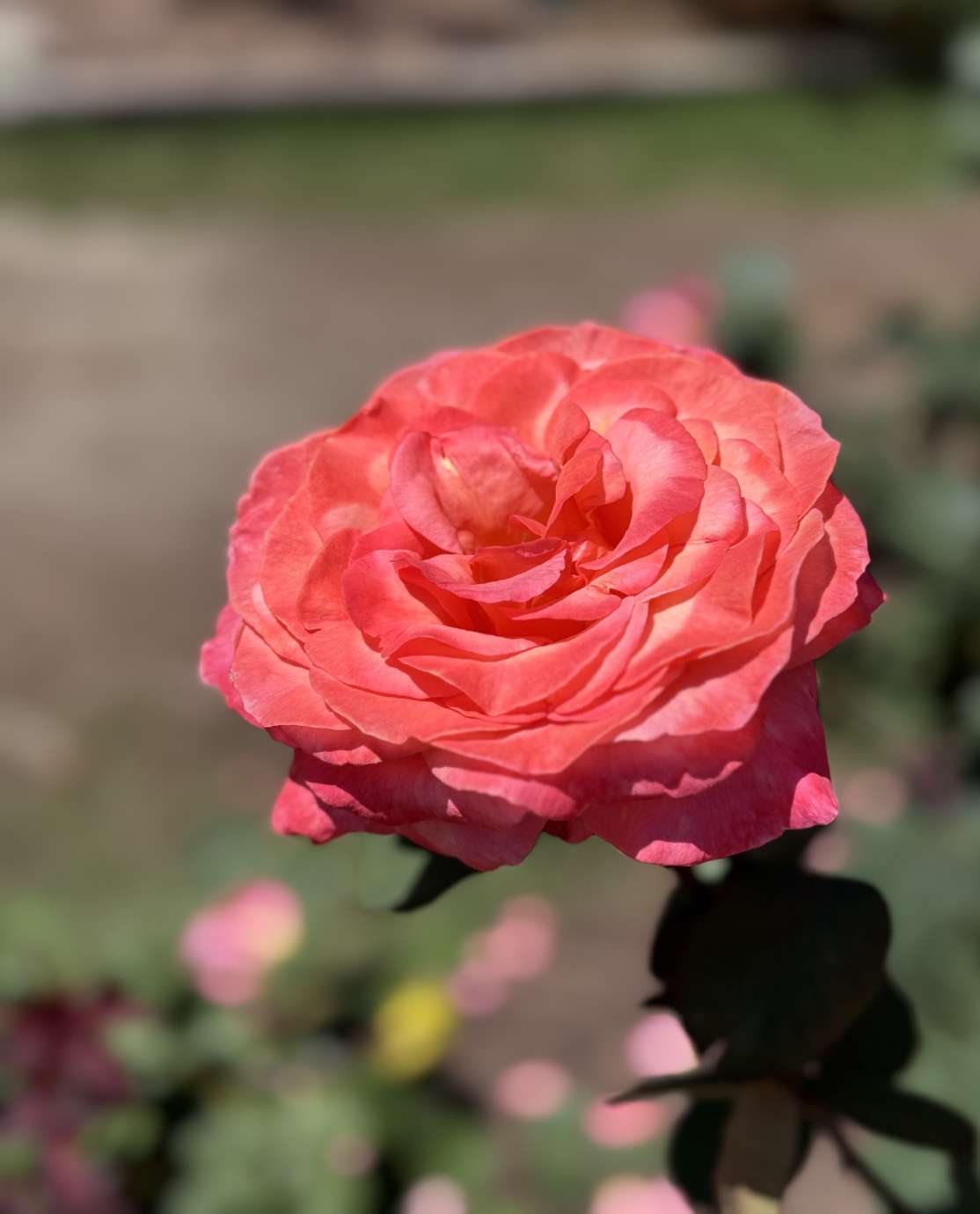 a pink rose in full bloom