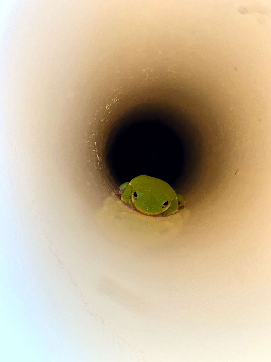 Tiny green frog sitting inside of a white pipe