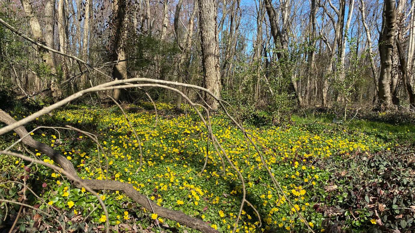 Lesser Celandine (Ficaria verna) - Dark green, shiny, kidney shaped leaves with rumpled edges