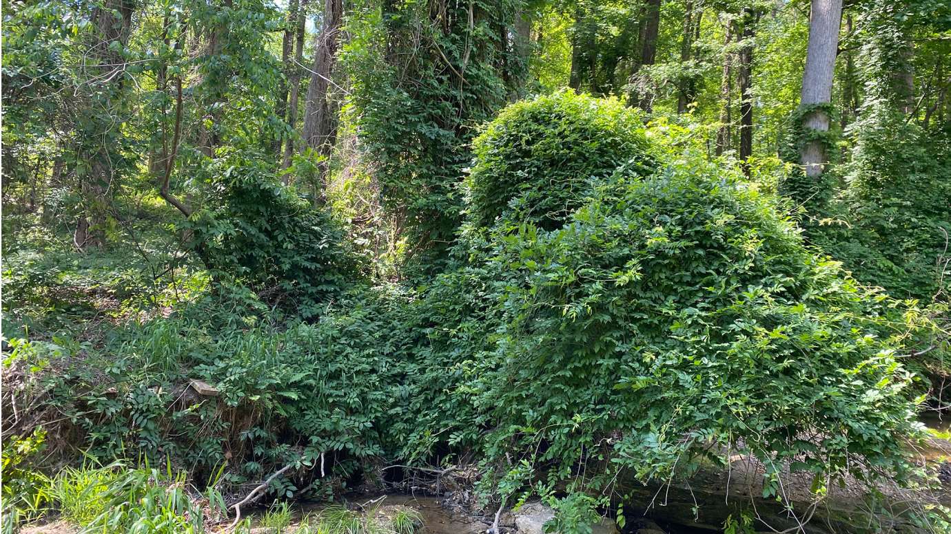 Japanese Wisteria (Wisteria floribunda) - Light green leaves with 7-13 leaflets that are slightly wavy and almond-shaped.